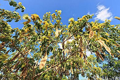 视觉小说《椰城蓝调》Steam版正式发售 免费开玩